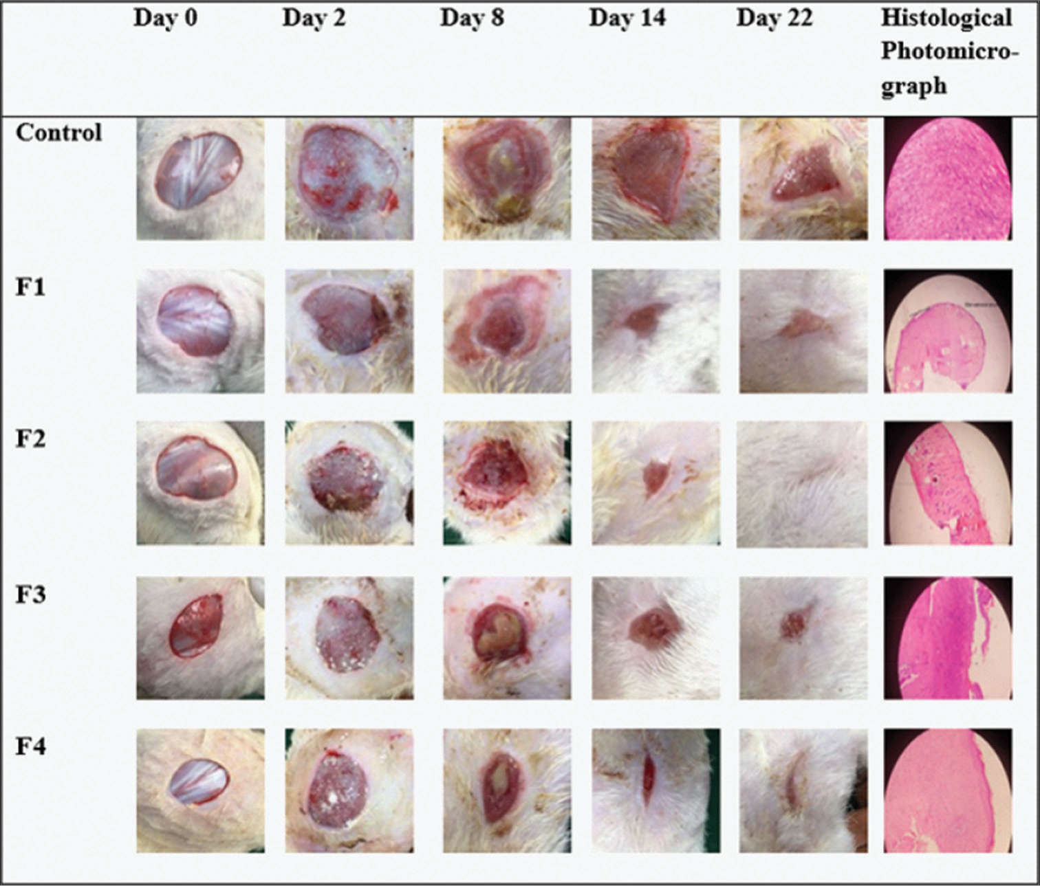 Representative images of wounds showing contraction as the treatment period elapsed and histological photomicrograph. F: Formulation.