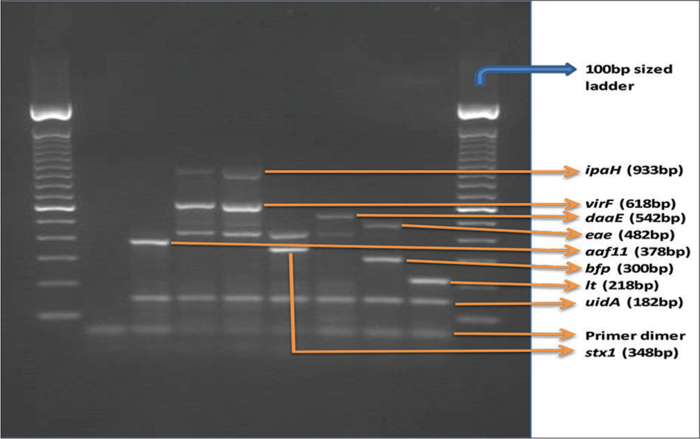 Multiplex PCR gel analysis of the control [positive (reference strains) and negative strains]. The positive strains: 011 (stx1 and stx2), 2348/69 (bfp and eae), H10407 (st and lt), EI-34 Nal-R (ipaH and virF), EI 34 Strep-R (ipaH and virF); O42 (aafII) and F-1845 (daaE). Lanes 1 and 10, 100bp sized ladder; lane 2, negative control (PCR grade water); lane 3, 042; lane 4, EI-34 Nal-R; lane 5, EI 34 Strep-R; lane 6, 933J; lane 7, F-1845; lane 8, 2348/69 and lane 9, H10407.